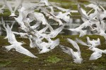 Elegant Terns