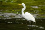 Great Egret