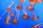Jellyfish