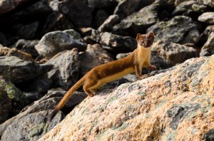 Long-tailed Weasel