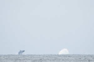 Whales Breaching