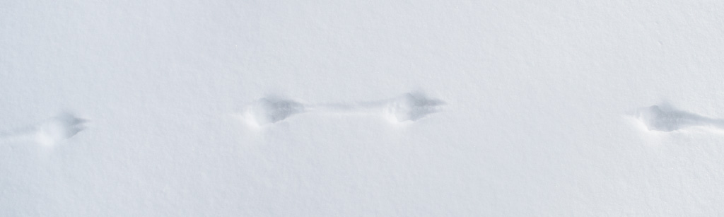 Ermine Tracks