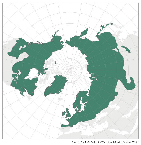 Holarctic Short-tailed Weasel Distrubiton
