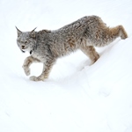 Canada Lynx