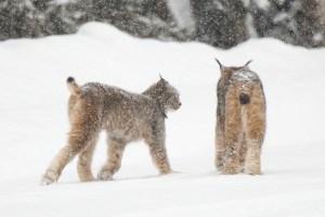 A Pair of Canada Lynx in Colorado