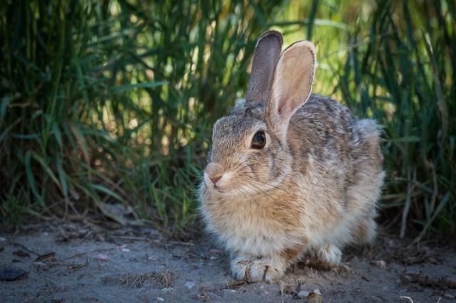 Eastern Cottontail