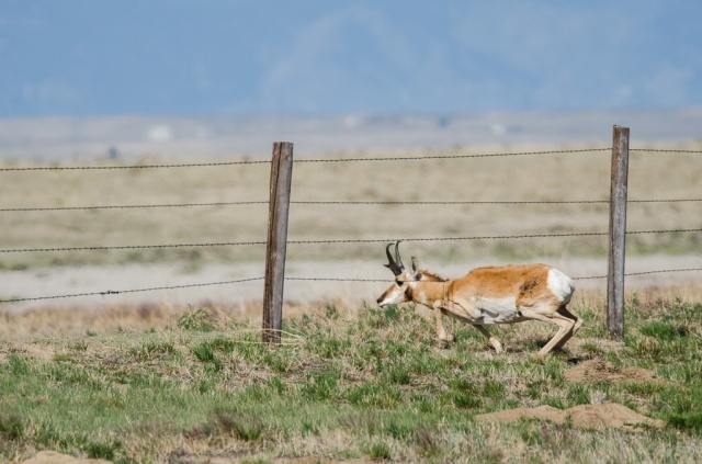 Pronghorn Crawling Under Barbed Wire