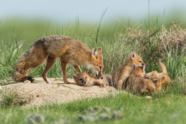 Swift Foxes at Pawnee National Grassland