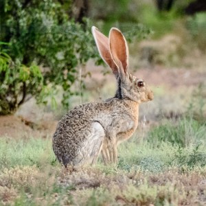 Antelope Jackrabbit