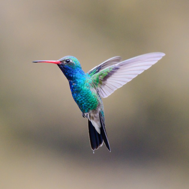 Broad-billed Hummingbird