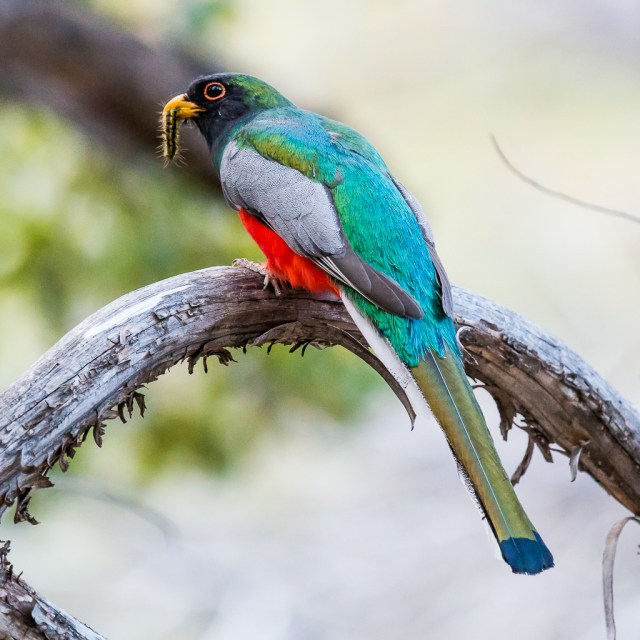 Elegant Trogon