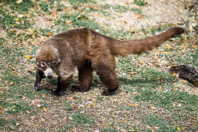 White-nosed Coati