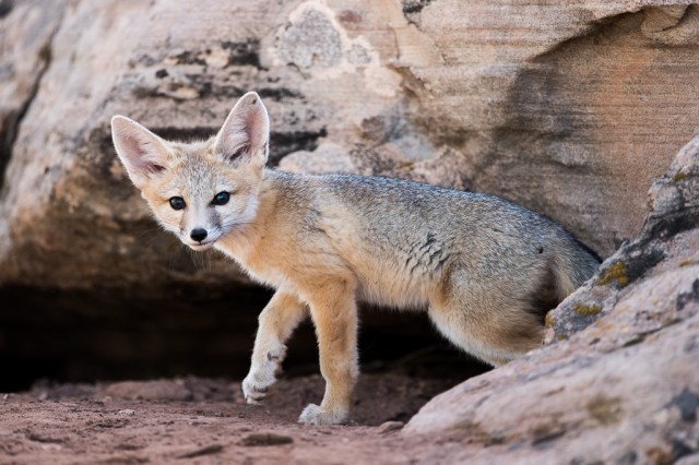 Kit Fox