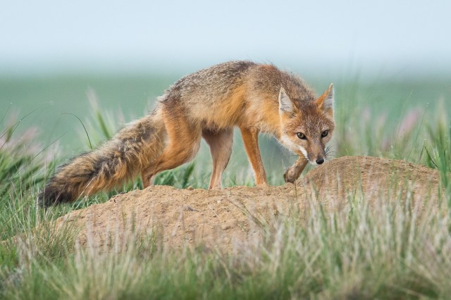 Swift Fox