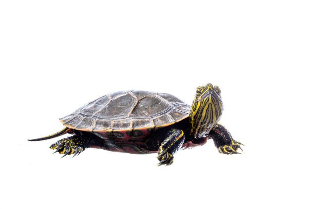 Western Painted Turtle