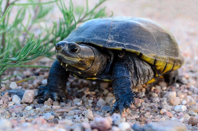 Yellow Mud Turtle