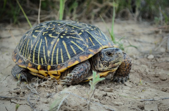 Ornate Box Turtle