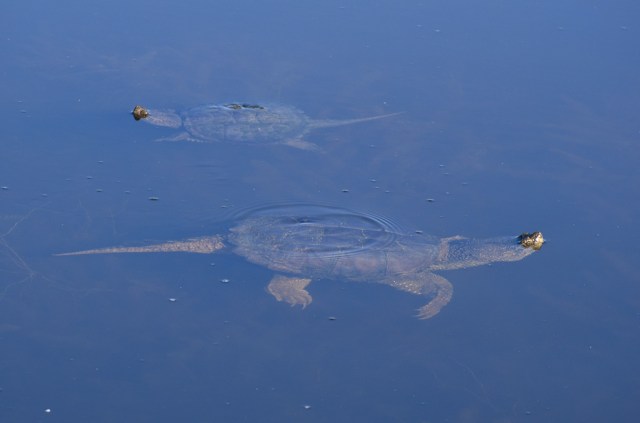 Snapping Turtles