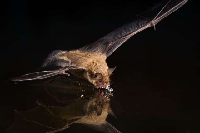Bat in Flight Drinking Water