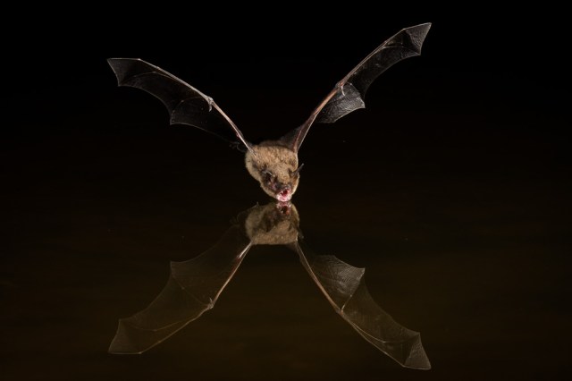 Bat in Flight