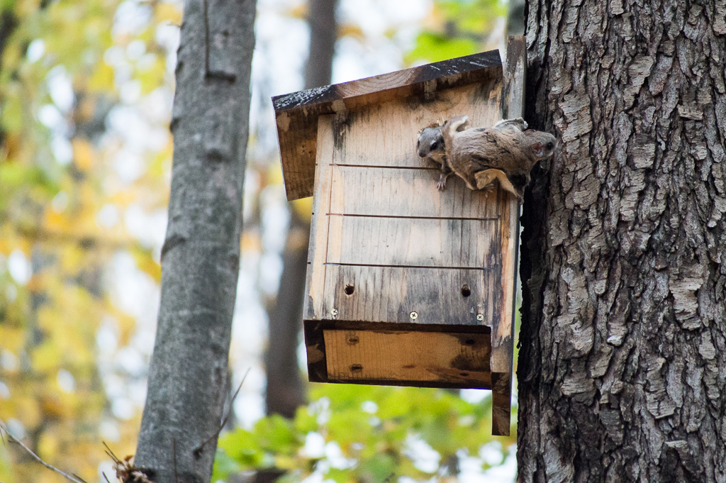 Two southern flying squirrels and their nest box in the Lower Peninsula of Michigan