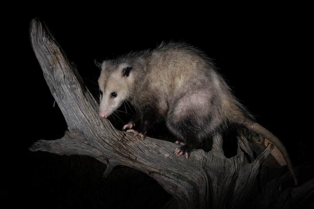Virginia Opossum